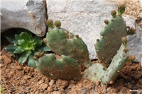 9744672c-IMG_6959 Opuntia compressa i lewisia.jpg
